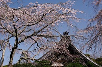 安国論寺・本堂と枝垂れ桜