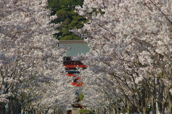 春の鶴岡八幡宮