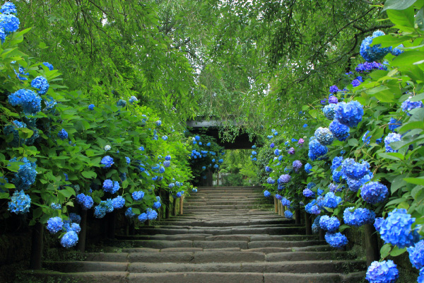 一緒に訪れたい紫陽花階段