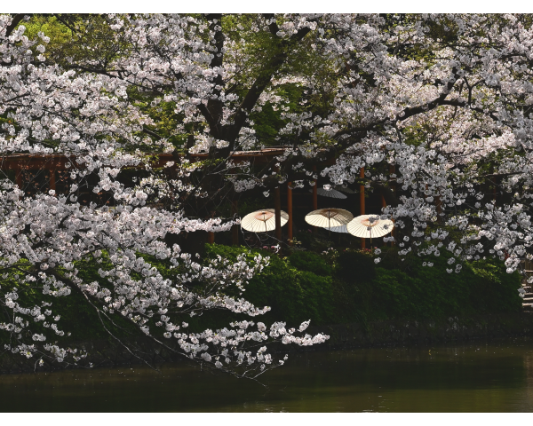 春の宴・開幕