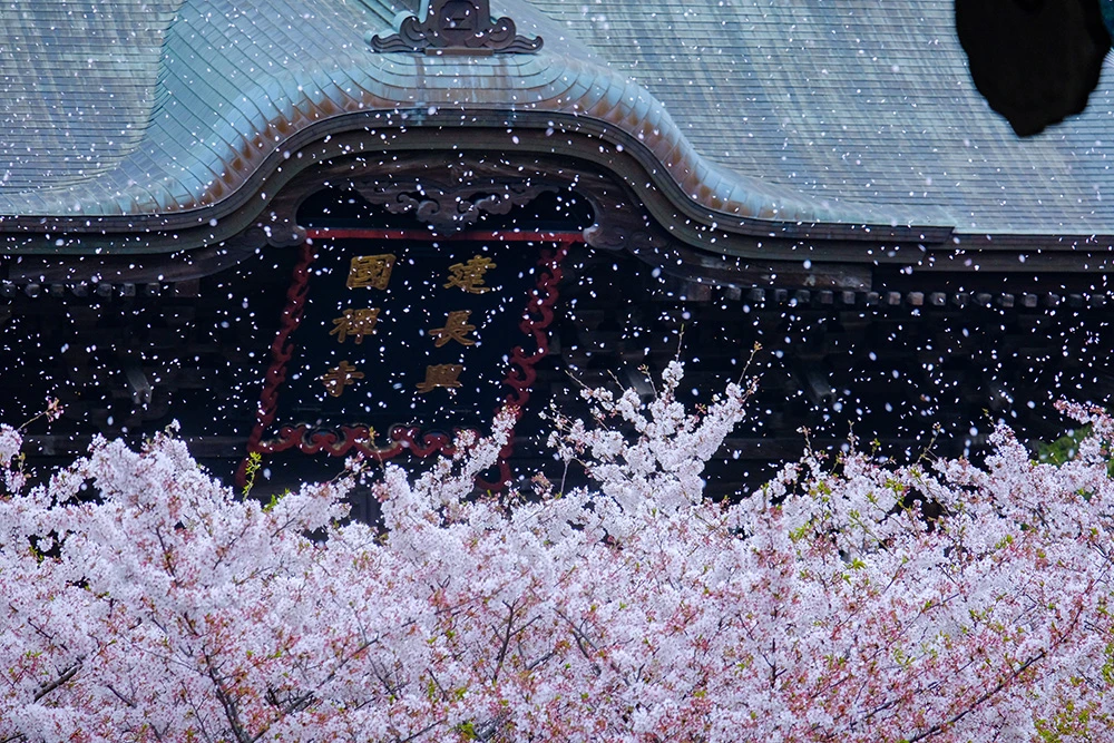 花吹雪