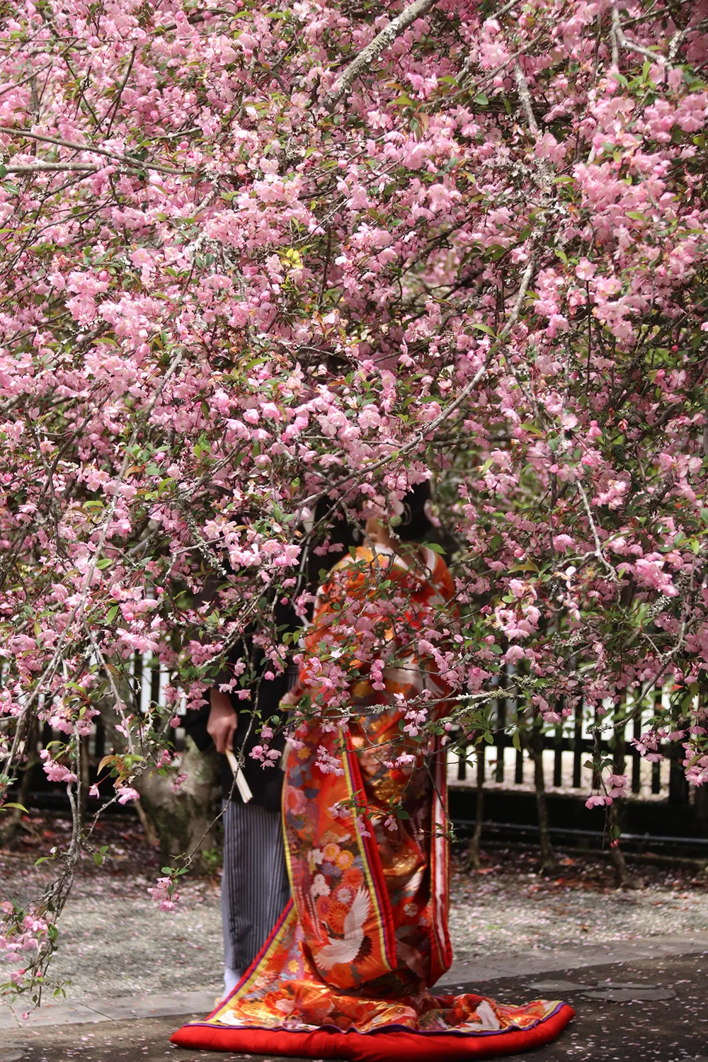 桜花爛漫