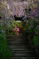 石段華やぐ