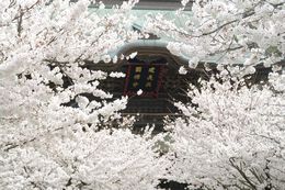 桜の中の建長寺