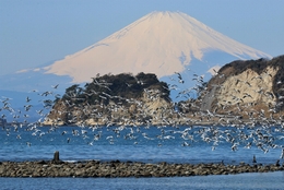 海鳥舞う史跡越しの文化遺産