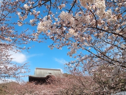 建長寺の春