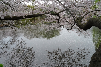 湧きだす桜