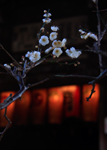 「宝戒寺の白梅」　＠宝戒寺