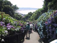 成就院　あじさいと海