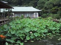 蓮（光明寺）