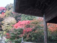 紅葉（妙本寺）