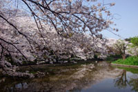 源平池（鶴岡八幡宮）