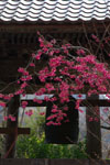 杉本寺