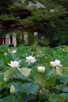 源平池（鶴岡八幡宮）