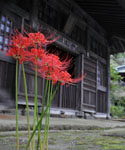 海蔵寺