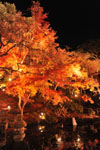 紅葉ライトアップ（長谷寺）