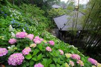 紫陽花（長谷寺）　