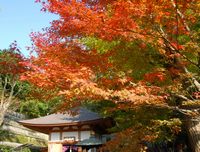 紅葉（長谷寺）