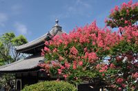 百日紅（本覚寺）