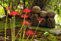 彼岸花（長谷寺）