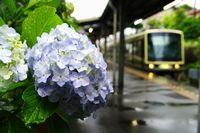 あじさいと江ノ電（由比ヶ浜駅）