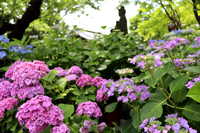 紫陽花（長谷寺）