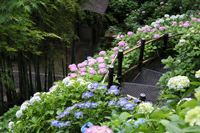 紫陽花（長谷寺）