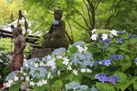 紫陽花（長谷寺）