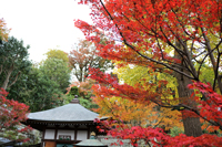 紅葉（長谷寺）