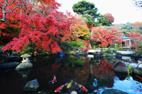 紅葉（長谷寺）