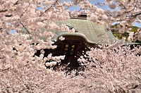 建長寺 山門と桜（「鎌倉」プロモーションフォトコンテストより『春爛漫』）