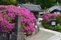 安養院（つつじ）