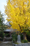 安国論寺（イチョウ）