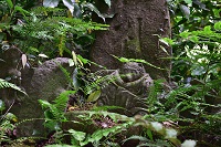 瑞泉寺・むじな塚