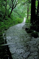 瑞泉寺　雨の参道