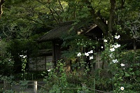 瑞泉寺　参道のシュウメイギク