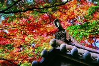 瑞泉寺　鬼瓦と紅葉