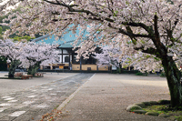 光明寺・桜