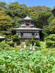 光明寺・観蓮会（庭園散策）