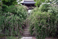 海蔵寺・萩