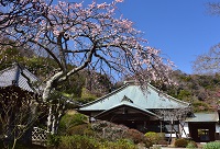 海蔵寺・枝垂れ梅