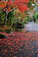 海蔵寺参道