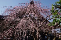 宝戒寺のしだれ梅