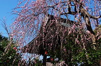 宝戒寺のしだれ梅と寒椿