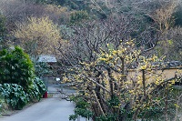 光則寺　ロウバイ